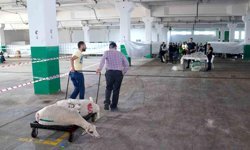 Kurban kesim ücretine zam: 1250 TL olarak belirlendi