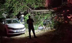 Eskişehir'de gece mahalle ayağa kalktı: Dut ağacı ikiye ayrıldı!