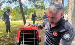 Eskişehir'de poliklinik binasında mahsur kaldı, görenler şaşırdı!