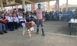 Afyon'da ilginç etkinlik: En güzel buzağı seçildi!