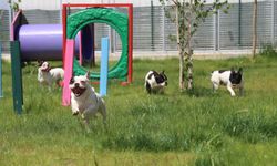 Eskişehir'de “Köpeklerim Ayrılmasın” çağrısı karşılık buldu