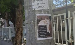 Eskişehir'de sahibinden kayıp kedi ilanı!