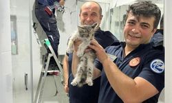 Eskişehir'de kedi kurtarma operasyonu!