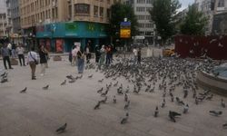 Güvercin parka yoğun ilgi