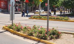 Refüjlerde açan çiçekler kenti renklendirdi!