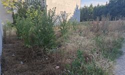 Eskişehir'de otlar arsayı kapladı!