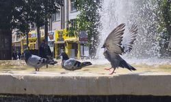 Eskişehir’de onların bile sıcaktan kaçış noktası Hamamyolu oldu