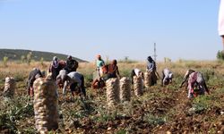 Afyon'da patates hasadı başladı, üretici memnun!