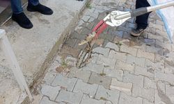 Eve giren yılan mahallede paniğe neden oldu!