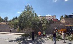 Eskişehir'de dev kavak ağacı kara yoluna devrildi! Facianın eşiğinden dönüldü!