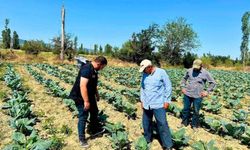Afyon'da sebze üretim alanlarında kontroller sürüyor