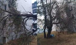 Eskişehir'de tehlike saçan ağaç için özel çağrı