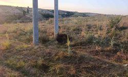Elektrik tellerine çarpan kuş yangına neden oldu