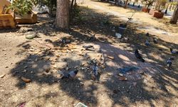 Eskişehir'de kuşlara yardım ederken çevre kirliliği oluştu!