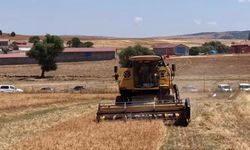 Kütahya’da 18 farklı nohut çeşidi aynı alanda yetiştirildi