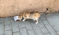 Sokak hayvanları için bırakılan mama ve su kapları umut oluyor