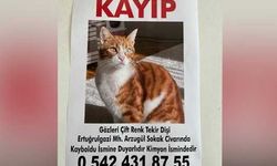 Eskişehir’de kayıp kedi ilanı: Kimyon her yerde aranıyor