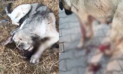 Eskişehir'deki kan donduran olayda: Yavru köpek başından vuruldu, annesi aranıyor!
