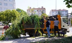 Eskişehir’de yeşil alanlar için yoğun mesai