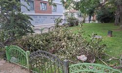 Eskişehir'de kesilen dallar parkta kaldı