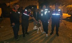 Bilecik’te kaybolan büyükbaş hayvan tarlada doğum yapmış halde bulundu