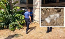 Kütahya’da esnafın beslediği kedi bacakları kesilmiş halde bulundu
