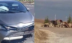 Eskişehir yolunda koyun sürüsüne çarptı: Sürücü yaralandı!