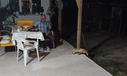 Eskişehir’de tilki sürprizi: Karnını doyurup sessizce uzaklaştı