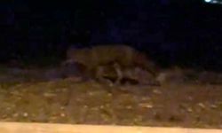 Eskişehir’de gece sürprizi! Sokakta yiyecek arayan tilki kamerada