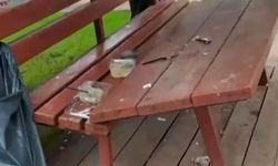Eskişehir’de parkta tepki çeken görüntü! Kamelyalar parçalandı, çöpler etrafa saçıldı