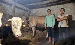 Eskişehir’de dev dana görenleri şaşırtıyor: Guinness’e hazırlanıyorlar