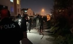 Eskişehir'de foseptik çukuruna saplanan atın imdadına AFAD yetişti