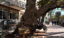 Anıt ağacın dibine bırakılan ekmekler tepki çekti