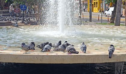 Eskişehir'de sıcaktan bunalan güvercinler havuzda keyif yaptı