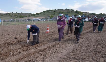 Eskişehir’in meşhur lezzetinin ekimine başlandı!