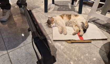 Eskişehir'de soğuk havada iç ısıtan görüntü!