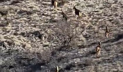 Eskişehir'de kış ortasında doğadan sürpriz!