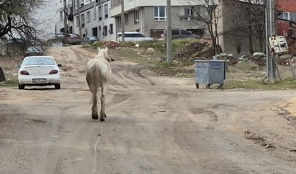 Eskişehir yollarında atlı tehlike!