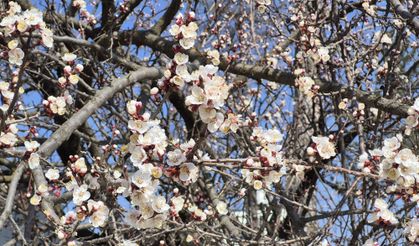 Eskişehir'de yağış beklense de, ağaçlar çiçek açtı!