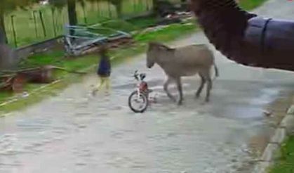 Afyon'da küçük çocuğa eşek saldırdı: O anlar kamerada!