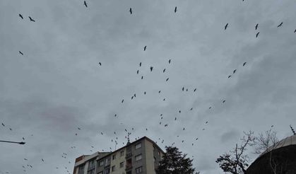Eskişehir'de baharın habercisinden görsel şölen!