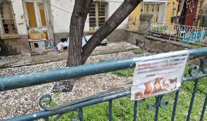 Eskişehir'de sokak kedileri için örnek davranış