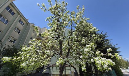 Eskişehir'de çiçek açan armut ağacının güzelliği
