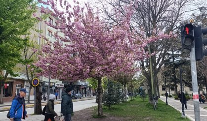 Eskişehir'de havaya rağmen ağaçlar çiçek açtı!
