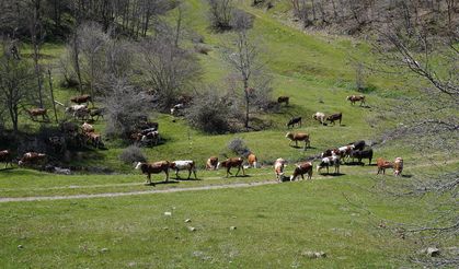 Alpagut ve Atalan’daki Maden Projesinde kritik rapor!