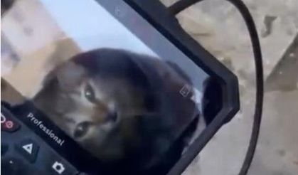 Eskişehir'de minik kedi için zamanla yarıştılar