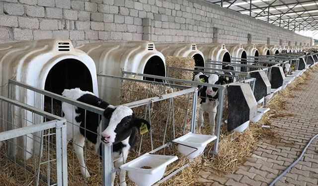 DÜVE ALIMINA HİBE DESTEĞİ...