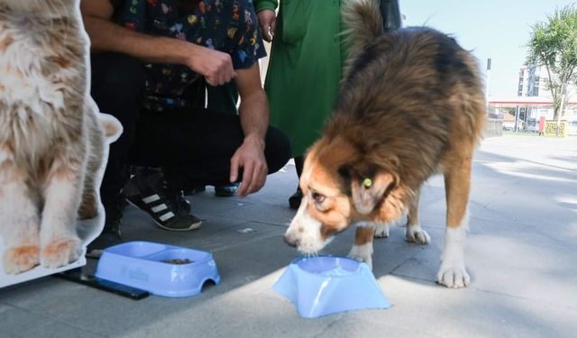 Eskişehir'de soğuk havada can dostları unutmayın!