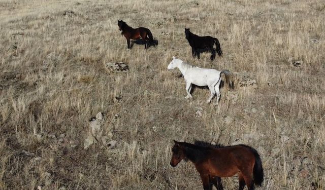 Yılkı atları dron ile doğal ortamlarında gözlendi
