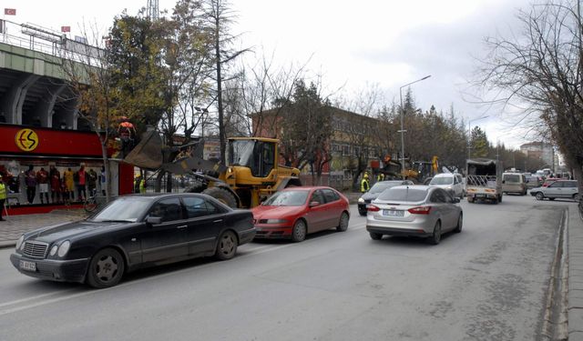 Eskişehir'de gün geçtikçe sayısı artıyor: Sorun nasıl çözülecek?